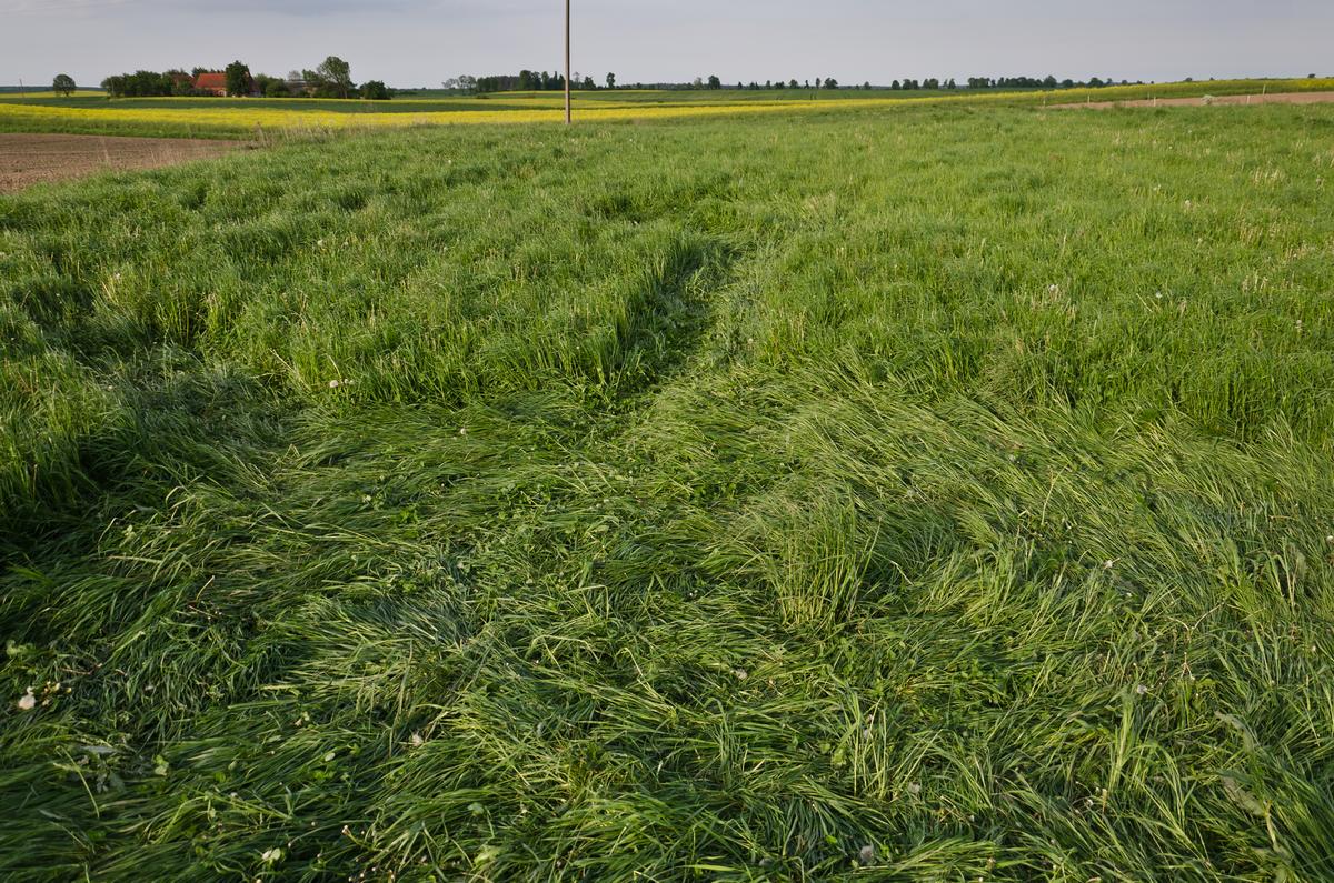 Kręgi w Rożnowie (2014 r.)