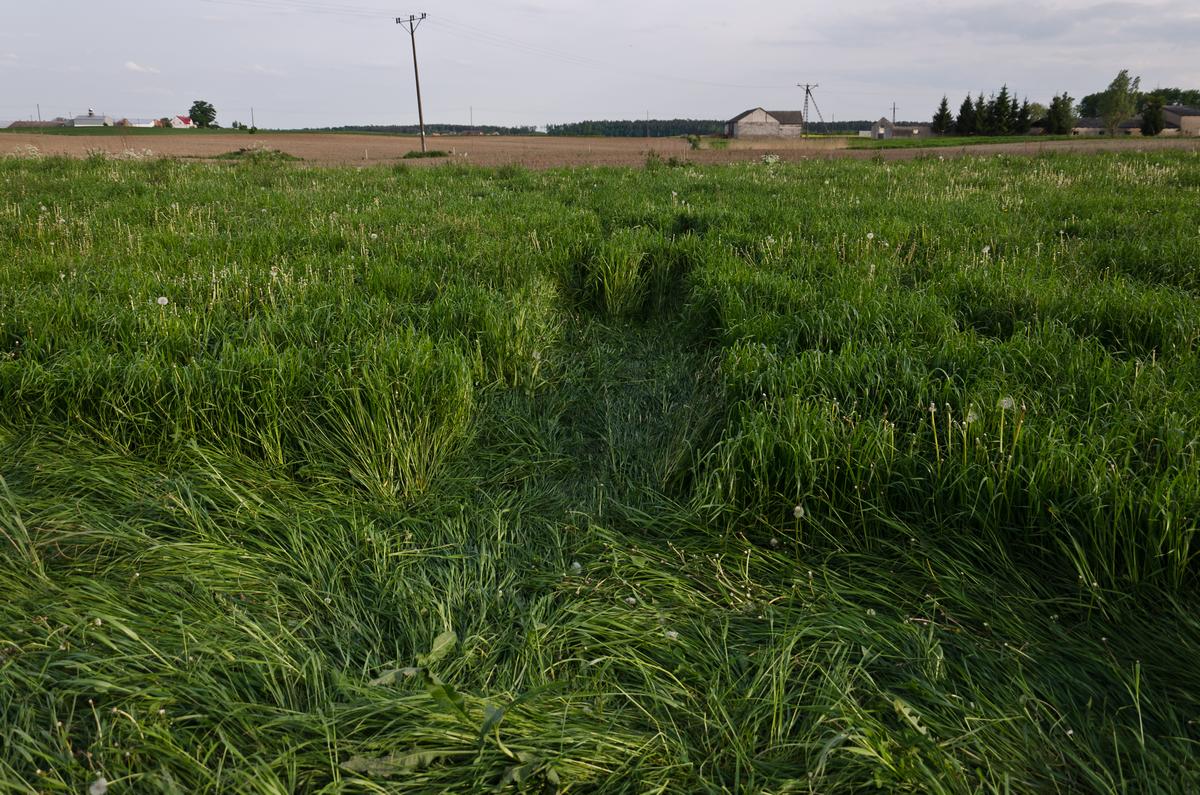 Kręgi w Rożnowie (2014 r.)