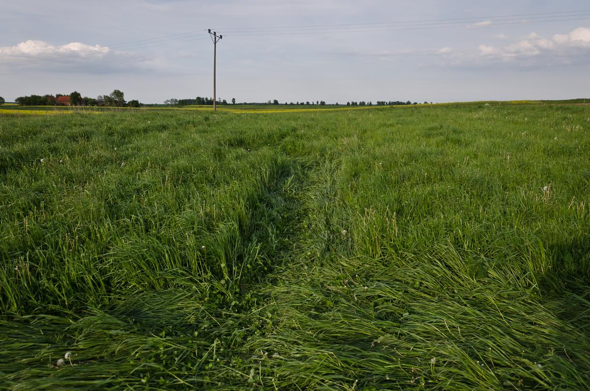 Kręgi w Rożnowie (2014 r.)