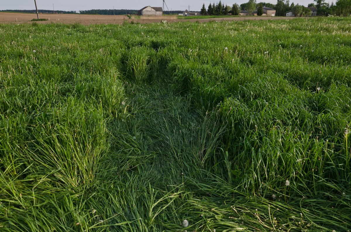 Kręgi w Rożnowie (2014 r.)
