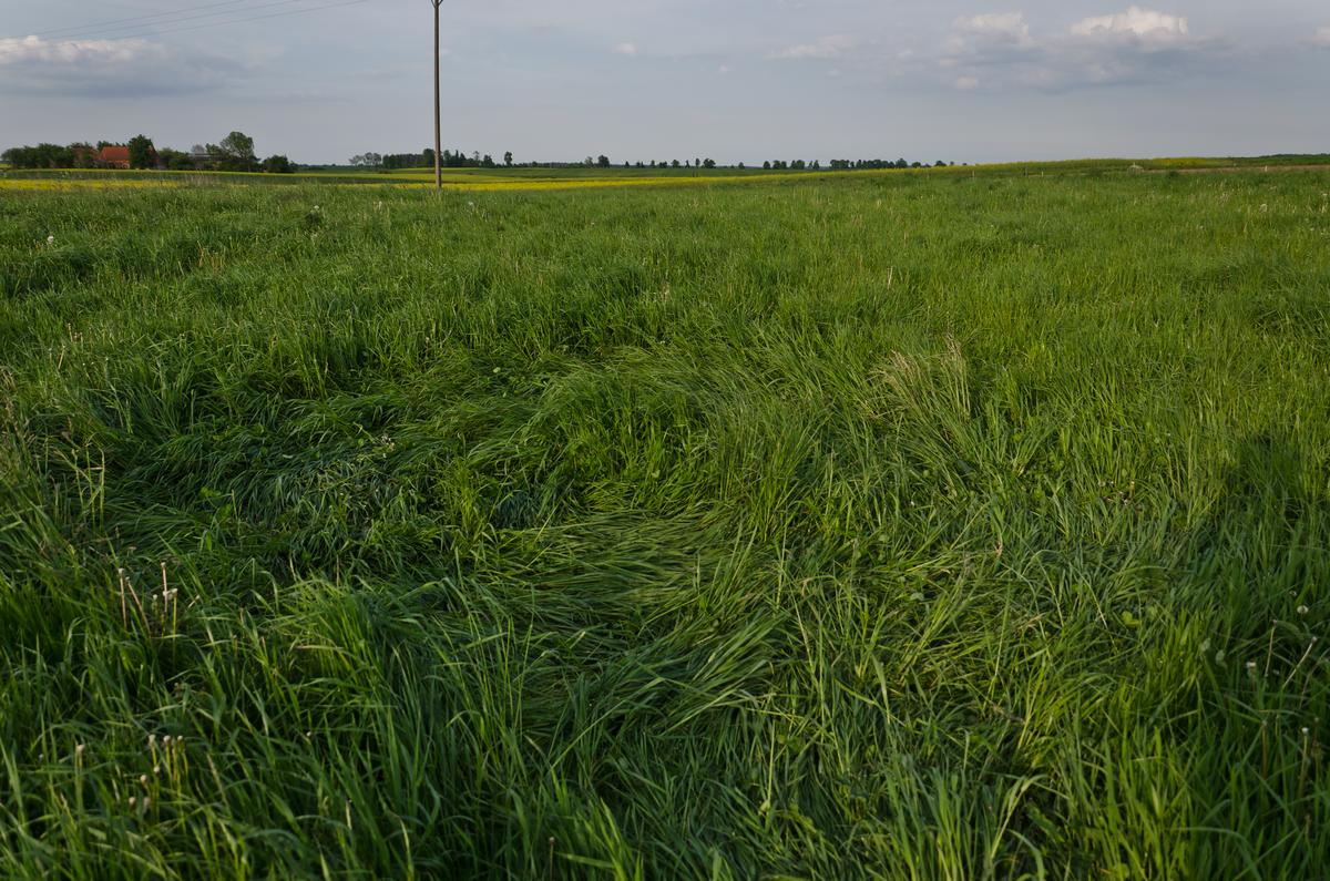 Kręgi w Rożnowie (2014 r.)