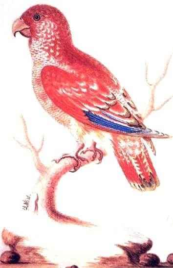 Papuga czerwona